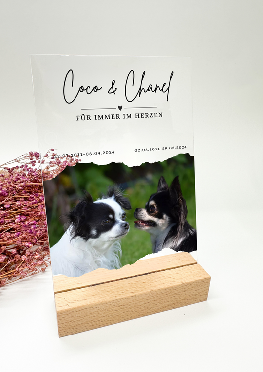 Animal photo on acrylic glass/birthday gift/birthday gift/gift for animal lovers